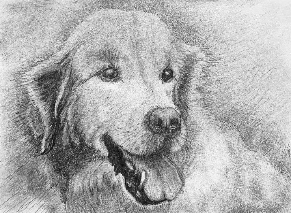 Dog drawing